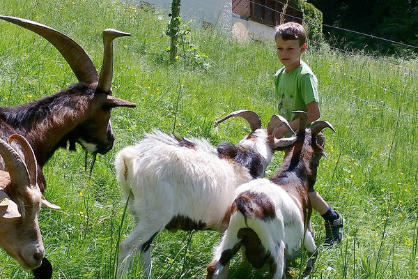 Die Ziegen freuen sich �ber Besuch und Streicheleinheiten