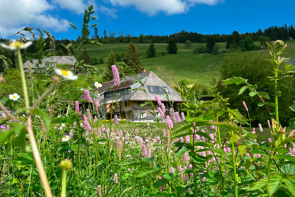 Wildblumenparadies im Fr�hling