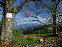 Wald Biederbach (Bildnachweis: Tourismus GmbH & Co.KG ZweiTälerLand ) Wald Biederbach (Bildnachweis: Tourismus GmbH & Co.KG ZweiTälerLand )
