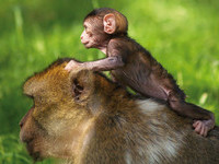 (Bildnachweis: Vogelpark-Steinen) (Bildnachweis: Vogelpark-Steinen)