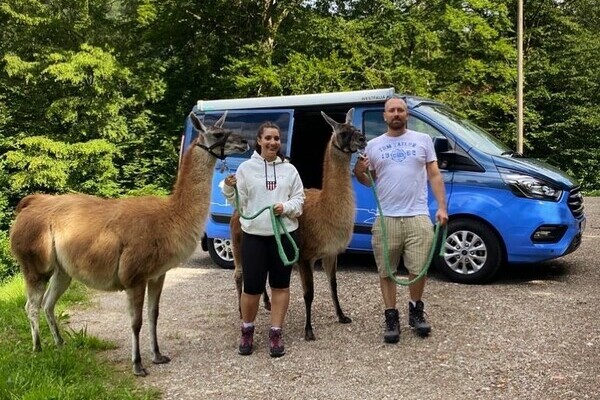 Copyright: (Mit freundlicher Genehmigung der Schauinsland Lamas) Copyright: (Mit freundlicher Genehmigung der Schauinsland Lamas)